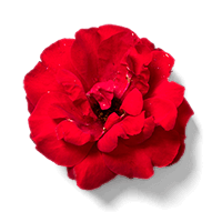 red-flower