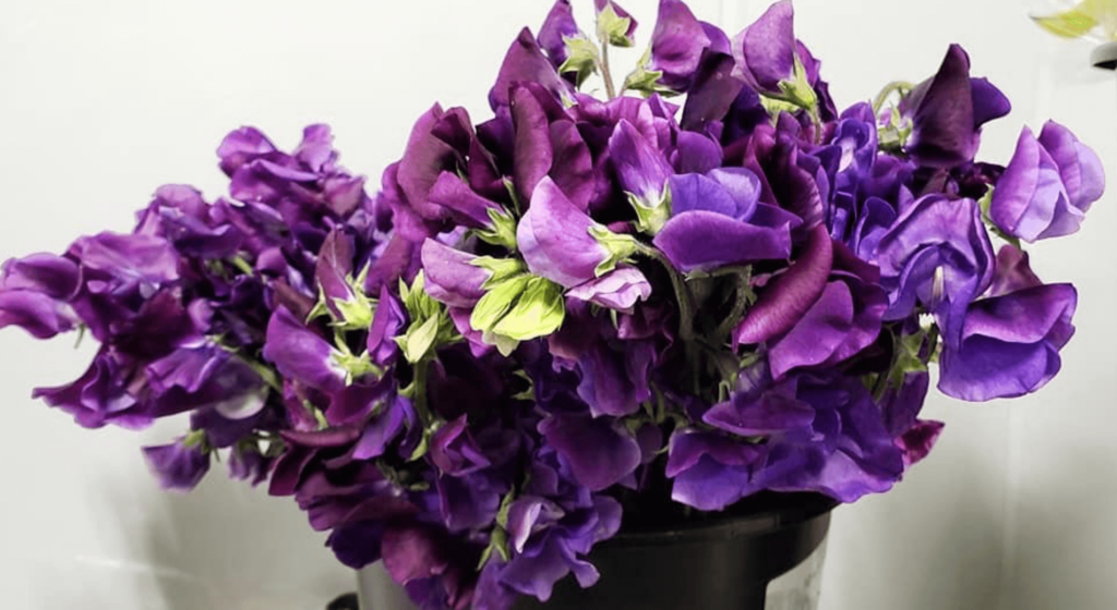 Inspiration – Bill Doran Company, Wholesale Florist