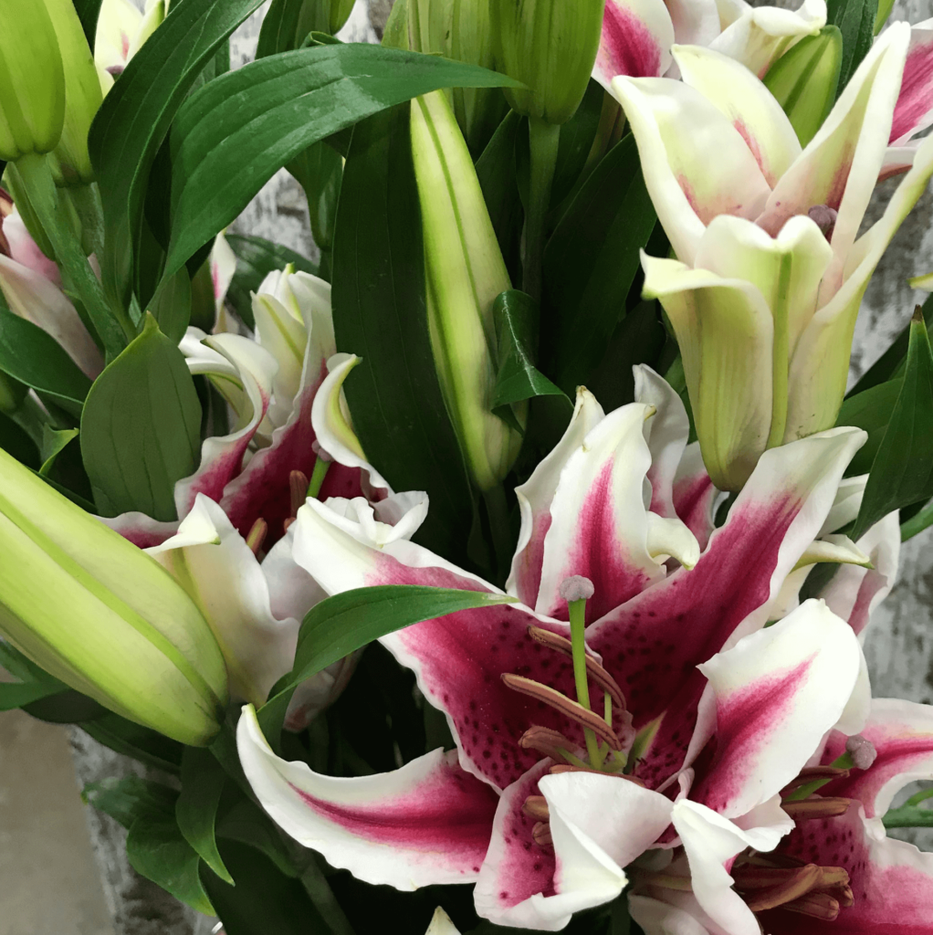 Nebraska, Omaha – Bill Doran Company, Wholesale Florist