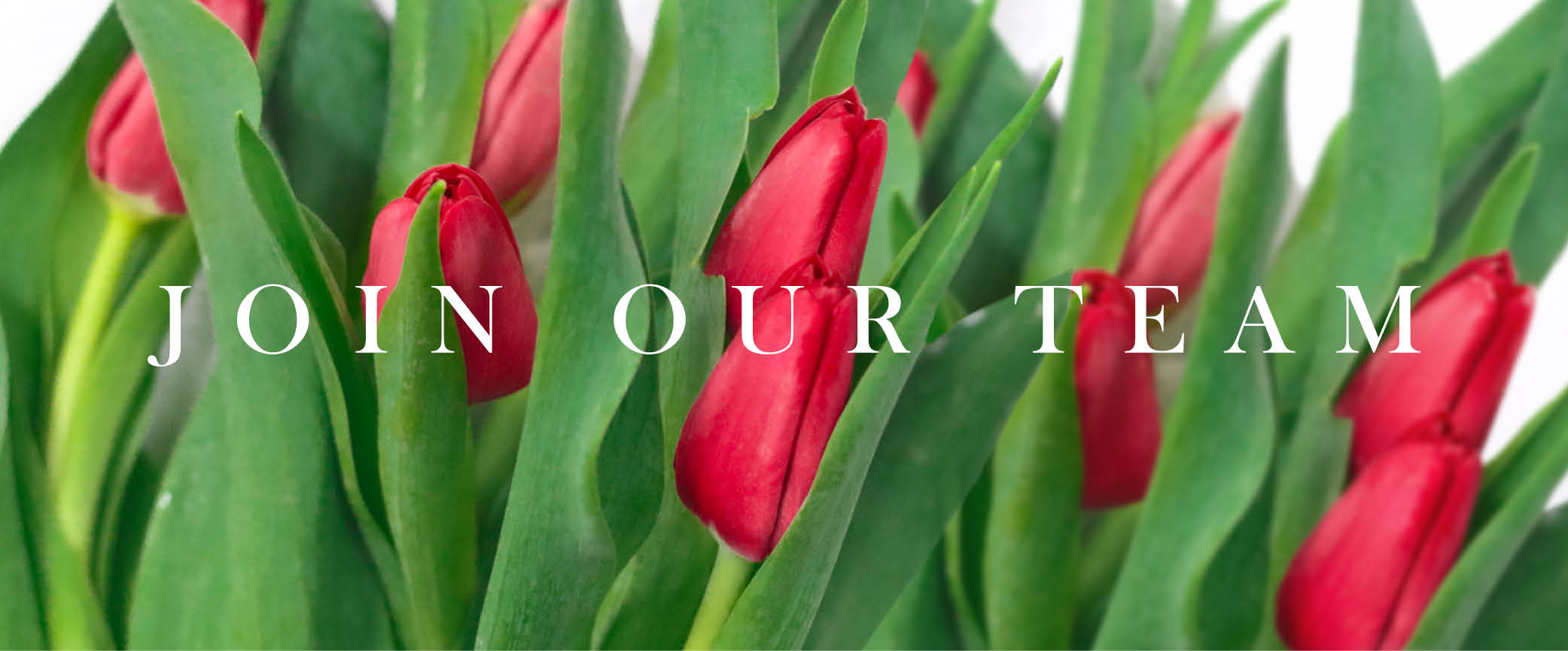 BDC_Tulips_Join_Our_Team